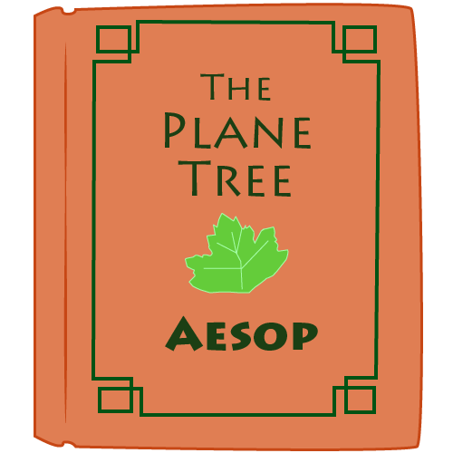 Plane Tree Cover